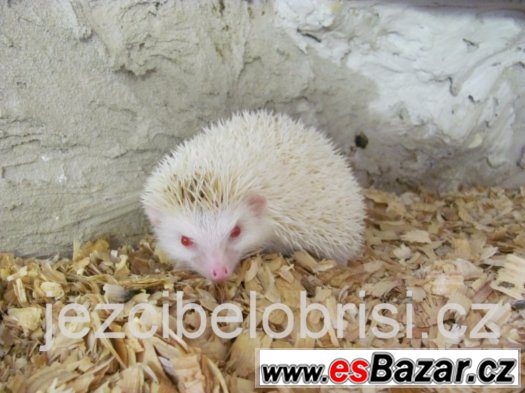 KRÁSNÁ MLÁĎATA JEŽKŮ BĚLOBŘICHÝCH + VÝBAVA Akce – fotografie 4