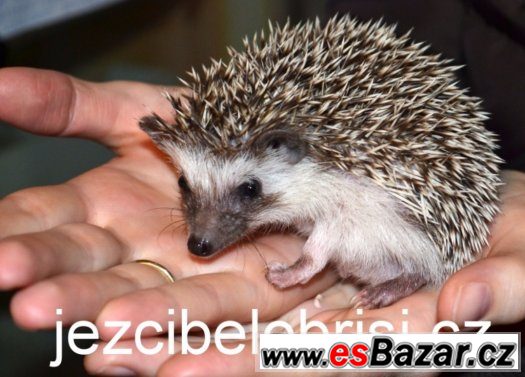 KRÁSNÁ MLÁĎATA JEŽKŮ BĚLOBŘICHÝCH + VÝBAVA Akce – fotografie 5