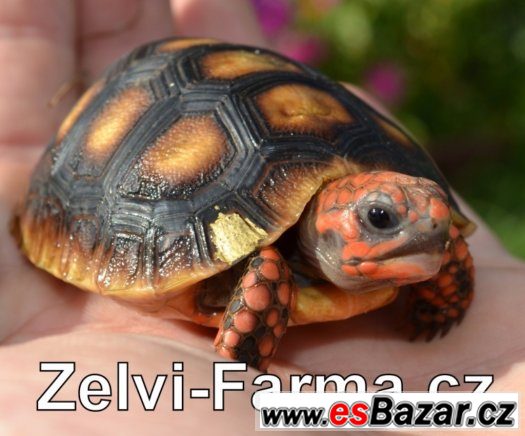 SUCHOZEMSKÉ ŽELVY UHLÍŘSKÉ – vlastní odchov – fotografie 2