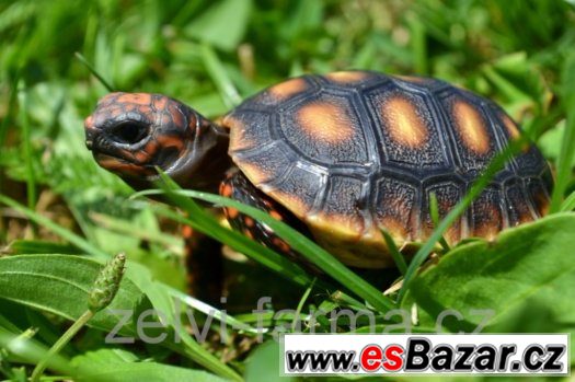 SUCHOZEMSKÉ ŽELVY UHLÍŘSKÉ – vlastní odchov – fotografie 3