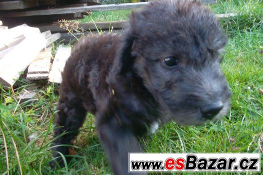 Prodám štěně bedlington teriéra – fotografie 1