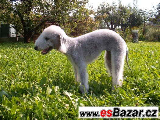 Prodám štěně bedlington teriéra – fotografie 3