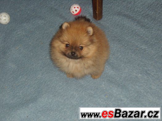 Trpasličí špic/pomeranian,oranžová fenka s PP – fotografie 1