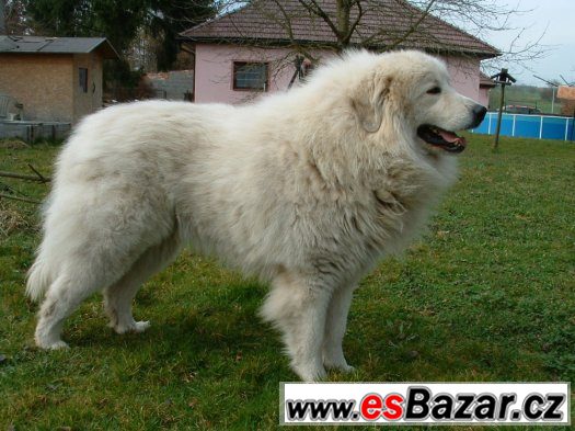 Pyrenejský horský pes - štěňata – fotografie 2