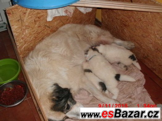 Pyrenejský horský pes - štěňata – fotografie 3