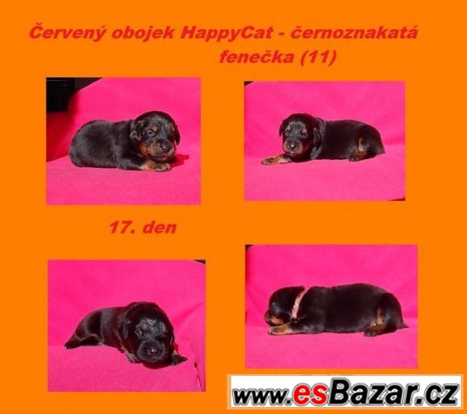 HOVAWART - štěňátka s PP – fotografie 2