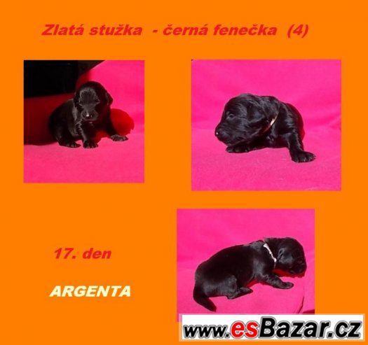 HOVAWART - štěňátka s PP – fotografie 4