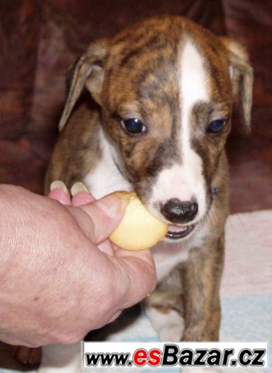 Whippet - Vhipet – fotografie 1