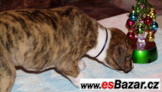 Whippet - Vhipet – fotografie 2