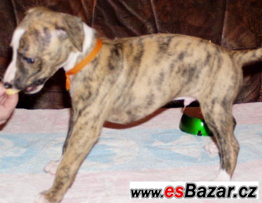 Whippet - Vhipet – fotografie 4
