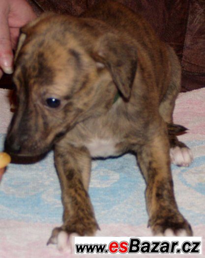 Whippet - Vhipet – fotografie 5
