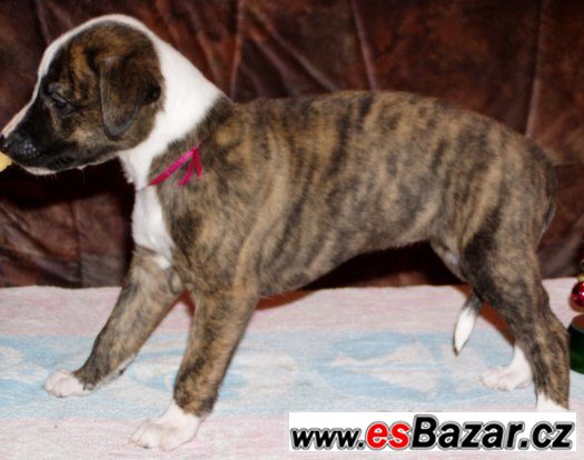 Whippet - Vhipet – fotografie 2