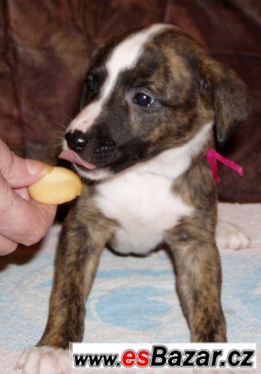 Whippet - Vhipet – fotografie 4