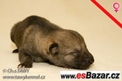 Československý vlčák s PP