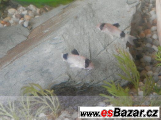Corydoras fešáček PANDA nesmí chybět v žádné nádrži – fotografie 2