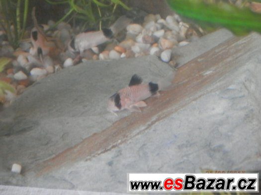 Corydoras fešáček PANDA nesmí chybět v žádné nádrži – fotografie 3