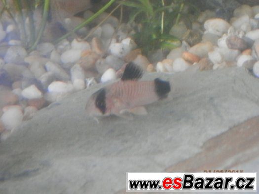 Corydoras fešáček PANDA nesmí chybět v žádné nádrži – fotografie 5