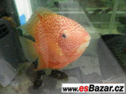 HEROS severum 5 cm, 10cm 13cm, – fotografie 2