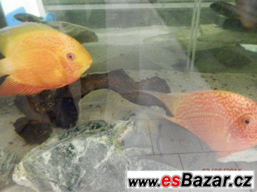 HEROS severum 5 cm, 10cm 13cm, – fotografie 3