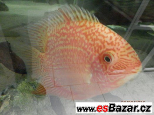 HEROS severum 5 cm, 10cm 13cm, – fotografie 4