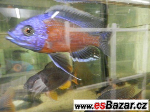 HEROS severum 5 cm, 10cm 13cm, – fotografie 5