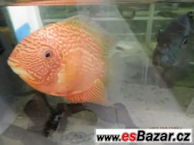 HEROS severum 5 cm, 10cm 13cm,