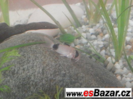 Corydoras fešáček PANDA nesmí chybět v žádné nádrži. Přátels – fotografie 4