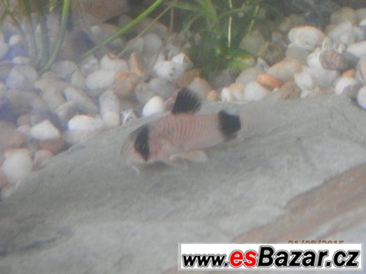 Corydoras fešáček PANDA nesmí chybět v žádné nádrži. Přátels – fotografie 5