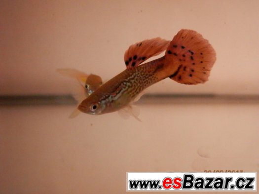 Poecilia Reticulata - velmi sitě vybarvení samci, s pěknou – fotografie 1
