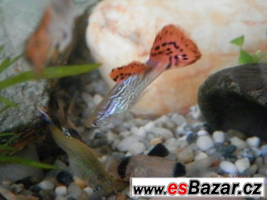 Poecilia Reticulata - velmi sitě vybarvení samci, s pěknou – fotografie 3