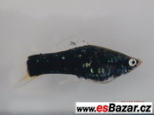 Xiphophorus helleri BLACK - pěkné, 4,5 - 5,5 cm, s odleskem – fotografie 1