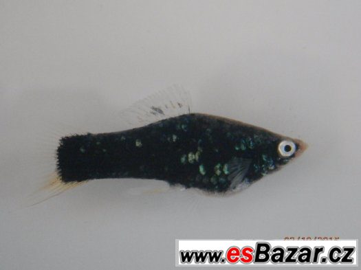 Xiphophorus helleri BLACK - pěkné, 4,5 - 5,5 cm, s odleskem – fotografie 2
