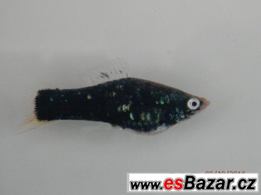 Xiphophorus helleri BLACK - pěkné, 4,5 - 5,5 cm, s odleskem – fotografie 3