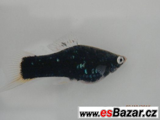 Xiphophorus helleri BLACK - pěkné, 4,5 - 5,5 cm, s odleskem – fotografie 4