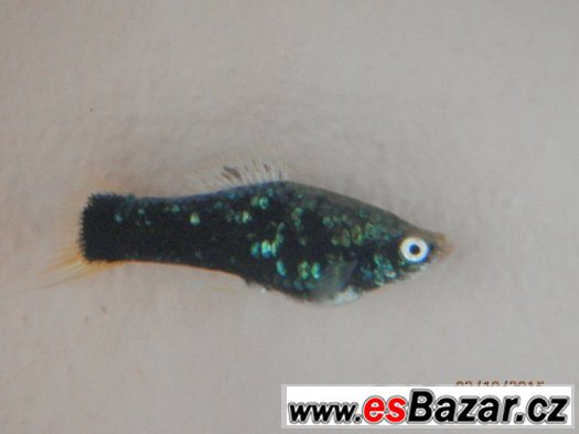 Xiphophorus helleri BLACK - pěkné, 4,5 - 5,5 cm, s odleskem – fotografie 5