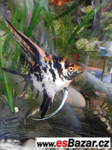 Pterophyllum Scallare Marmor Gold, cca 80 ks, vlastní odchov – fotografie 2