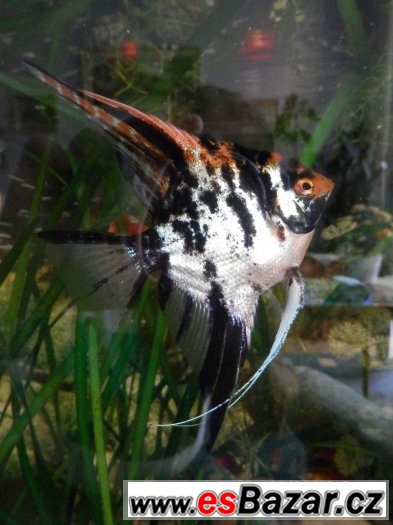 Pterophyllum Scallare Marmor Gold, cca 80 ks, vlastní odchov – fotografie 3