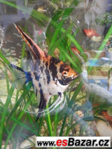 Pterophyllum Scallare Marmor Gold, cca 80 ks, vlastní odchov – fotografie 4