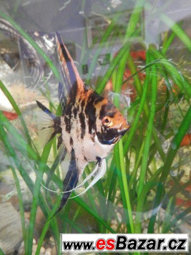Pterophyllum Scallare Marmor Gold, cca 80 ks, vlastní odchov – fotografie 5