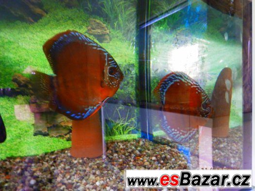 ALENQUER CURIPERA F2, Super Red Whitte, Red Marlborro Yellow – fotografie 1