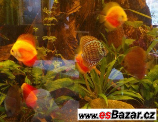 ALENQUER CURIPERA F2, Super Red Whitte, Red Marlborro Yellow – fotografie 2