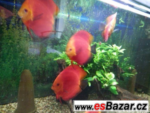 ALENQUER CURIPERA F2, Super Red Whitte, Red Marlborro Yellow – fotografie 3