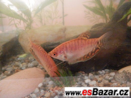 Čichavci - Cosby, Leeri, Gold/Red, výstavní, cca 400 ks, 5,5 – fotografie 2