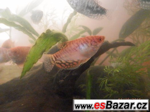 Čichavci - Cosby, Leeri, Gold/Red, výstavní, cca 400 ks, 5,5 – fotografie 4