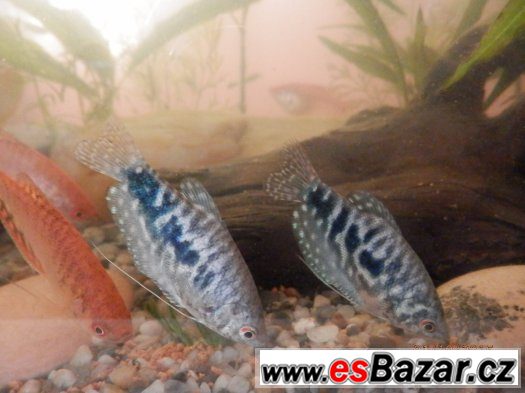 Čichavci - Cosby, Leeri, Gold/Red, výstavní, cca 400 ks, 5,5 – fotografie 5