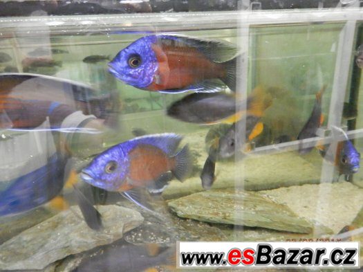 Aulonocara Red Dragon, Red Rubin, Jacob Freibergi, Labidochr – fotografie 2