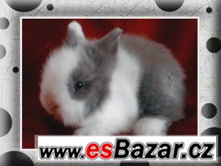VÁNOČNÍ TEDDY MIMI S VP – fotografie 4