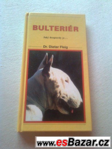 bulteriér – fotografie 1