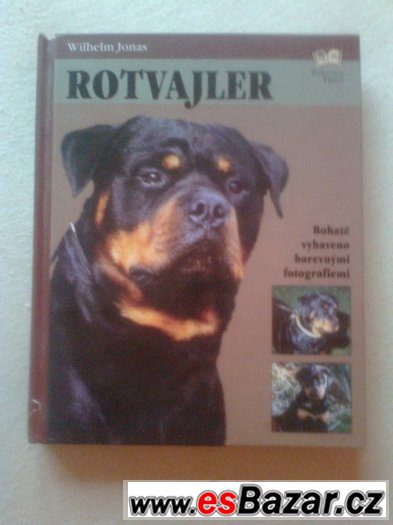 rotweiler – fotografie 1