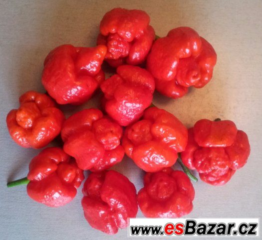 Trinidad Scorpion Moruga - sušené chilli – fotografie 4